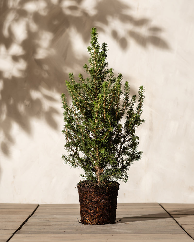 feey-tannenbaum-zuckerhutfichte-picea-glauca-december-im-topf image 3
