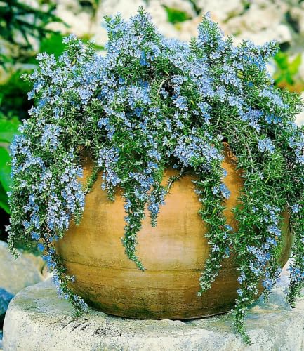 baldur-garten-h-nge-rosmarin-capri-3x-im-9x9-cm-topf image 4