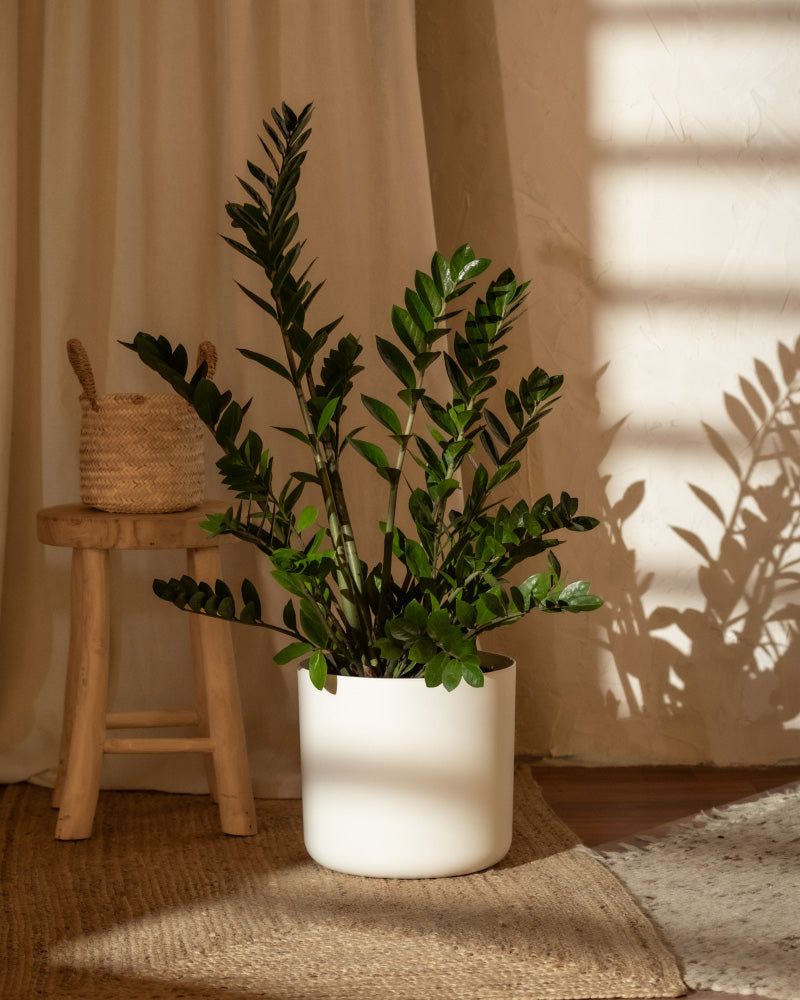 feey-gl-cksfeder-xl-zamioculcas-zamiifolia-gro image 4