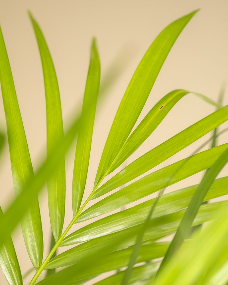 feey-goldfruchtpalme-xl-areca-palme-dypsis-lutescens-zimmerpalme image 2