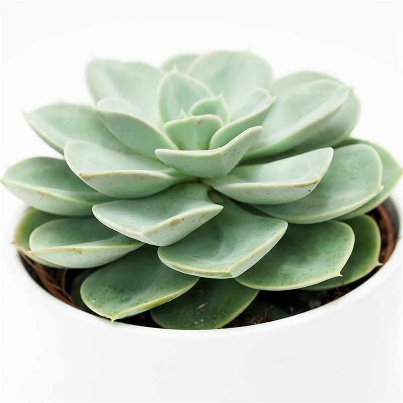 pasiora-echeveria-green-pearl-sukkulente-12cm-topf image 1