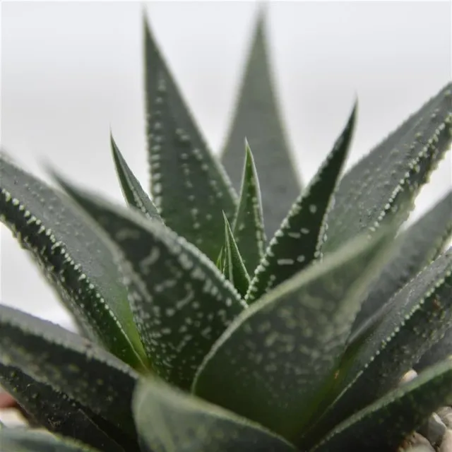 pasiora-haworthia-banded-pearls-sukkulente-6cm-topf image 1