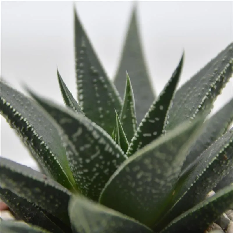 pasiora-haworthia-banded-pearls-sukkulente-6cm-topf image 1