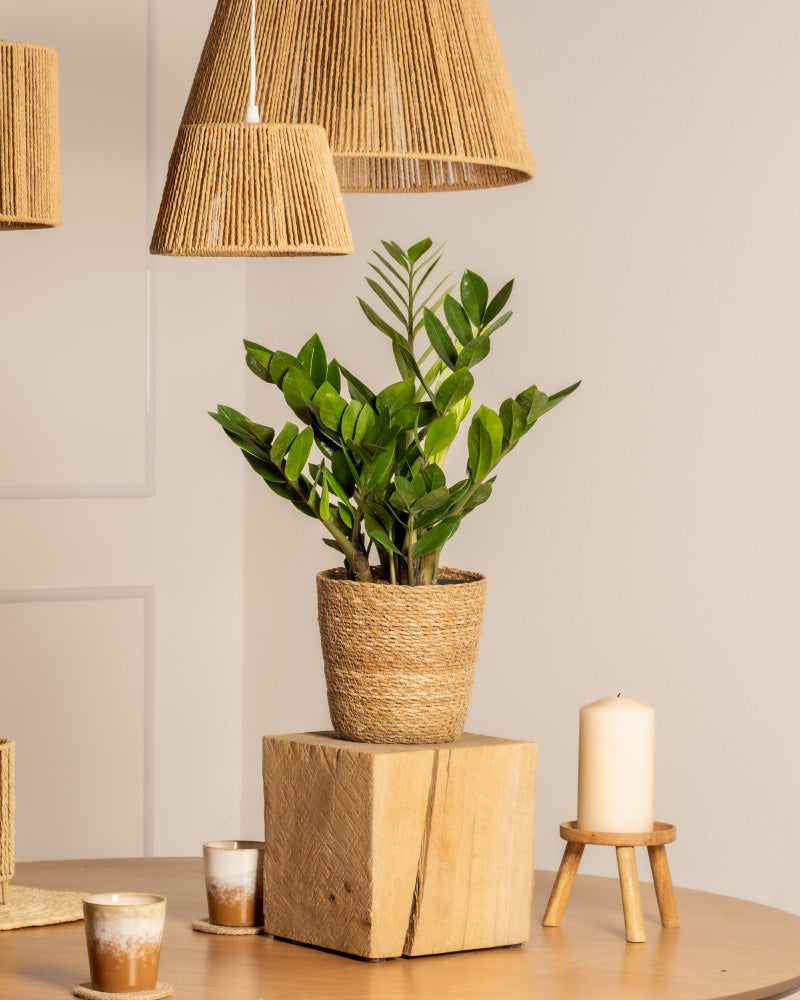 feey-gl-cksfeder-zamioculcas-zamiifolia-pflegeleichte-zimmerpflanze image 4