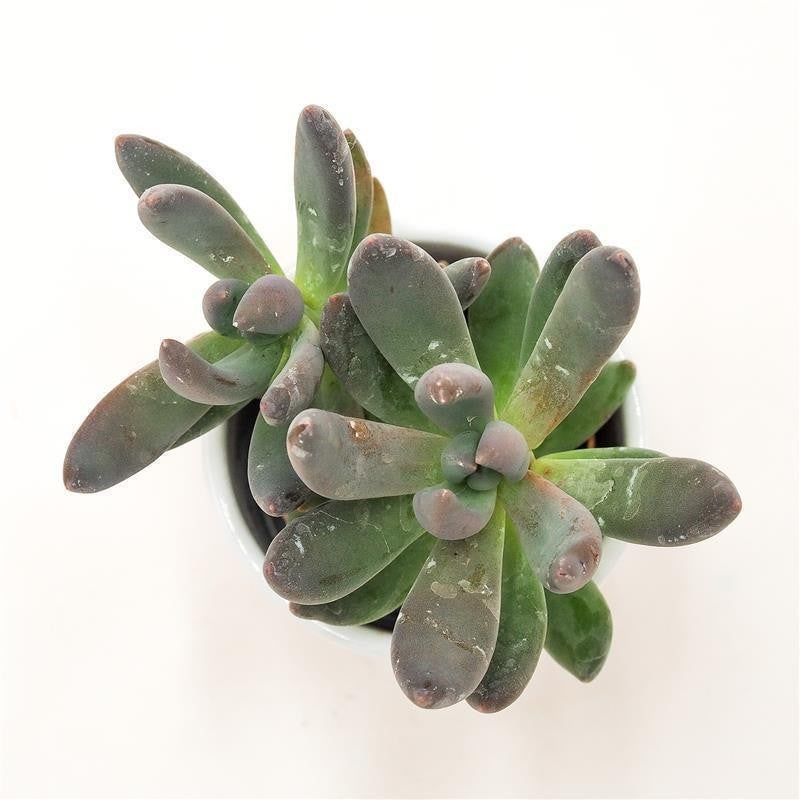 pasiora-x-pachyveria-blue-mist-sukkulente-5-5-cm-topf image 2
