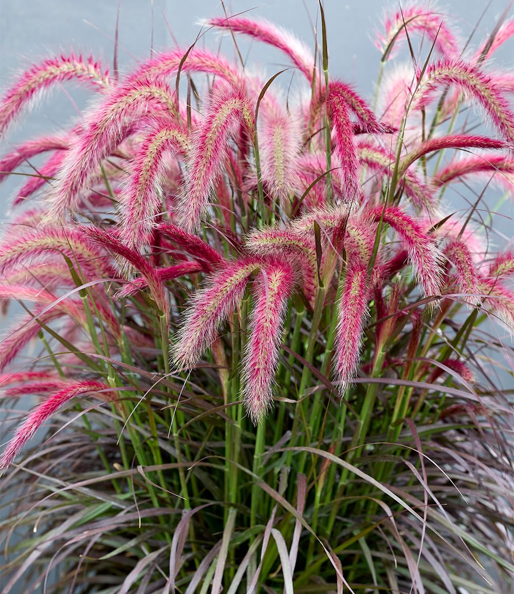 baldur-garten-lampenputzergras-tiny-tails-im-9x9-cm-topf image 2