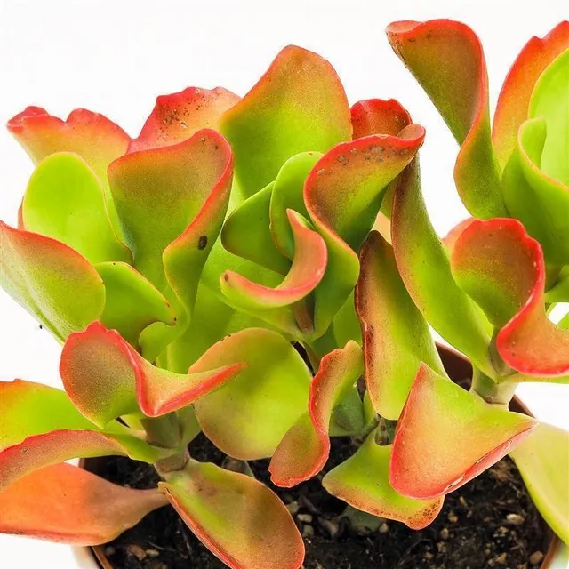 pasiora-kalanchoe-vivien-sukkulente-13-cm-topf image 1