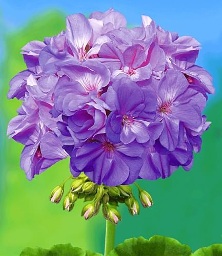 baldur-garten-balkon-geranie-pac-blue-wonder-3-pflanzen image 4