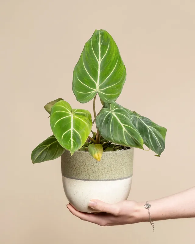feey-philodendron-gloriosum-zimmerpflanze image 1