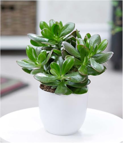 baldur-garten-geldbaum-crassula-ovata-zimmerpflanze-im-12-cm-topf image 6