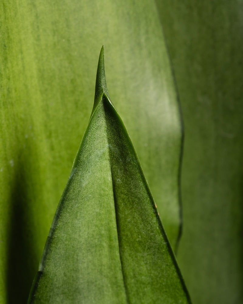 feey-gro-e-moonshine-sansevieria-trifasciata-silber-bogenhanf-zimmerpflanze image 2