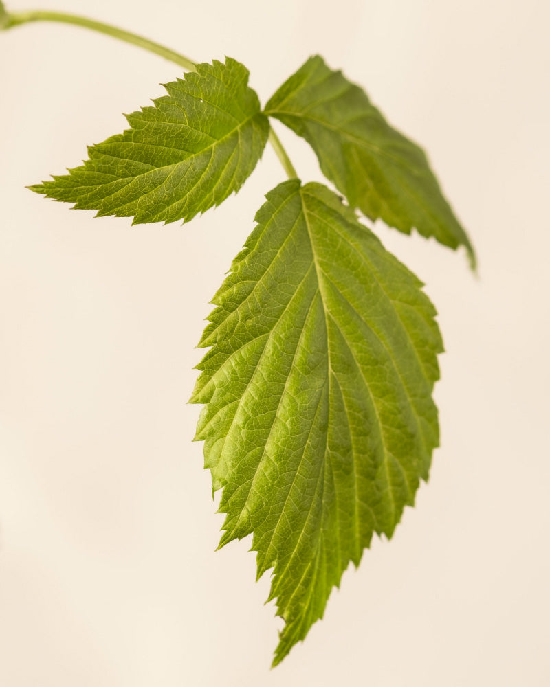 feey-himbeere-trio-rubus-idaeus-autumn-bliss-obstpflanzen-set image 8