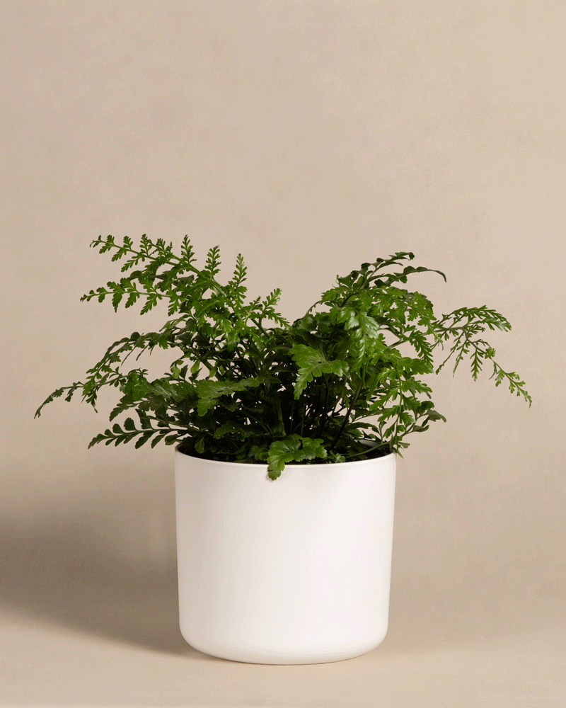 feey-streifenfarn-asplenium-dimorphum-parvati-zimmerpflanze image 7