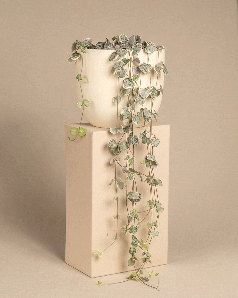 feey-leuchterpflanze-pink-variegata-ceropegia-woodii image 5