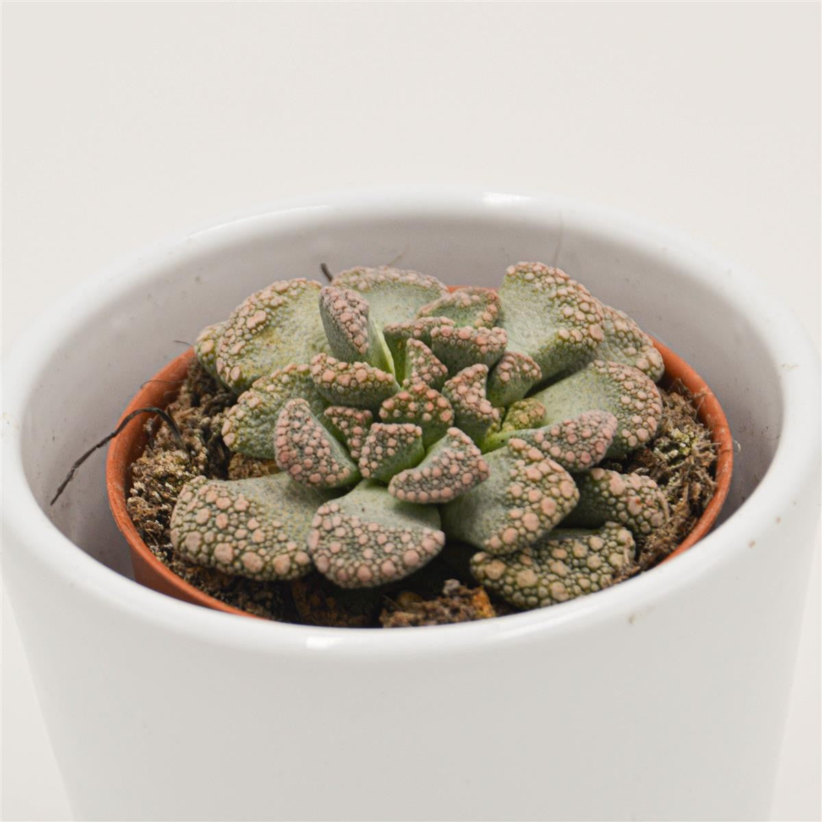 pasiora-titanopsis-calcarea-echtes-kalkblatt-5-5-cm-topf image 1