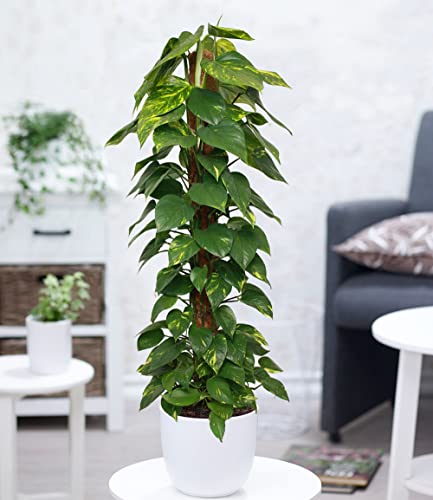 baldur-garten-efeutute-am-moosstab-110-120-cm image 8