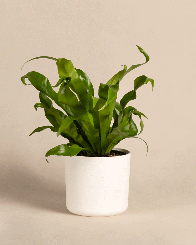 feey-kleiner-nestfarn-asplenium-nidus-zimmerpflanze image 7