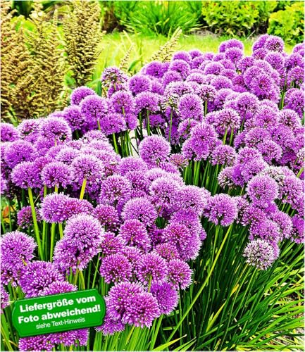 baldur-garten-duft-allium-millenium-3-knollen-zierlauch-winterhart image 3