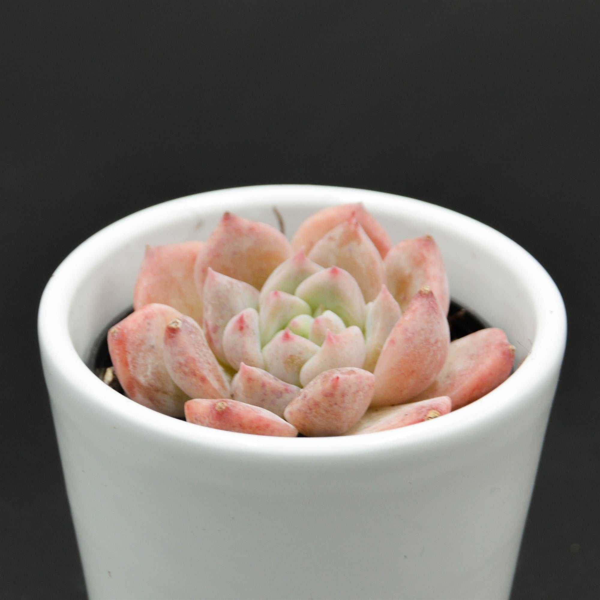 pasiora-echeveria-snow-melanie-sukkulente-6-cm image 2