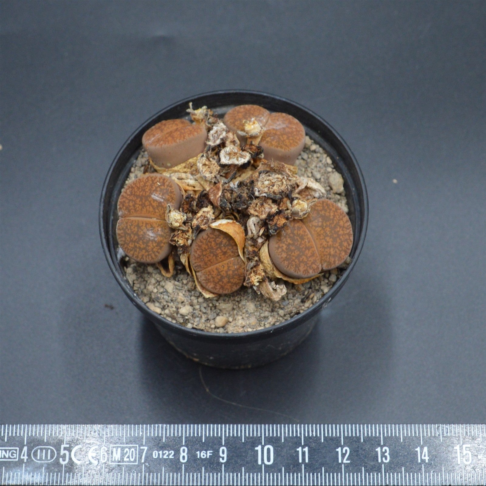 pasiora-lithops-lebende-steine-sukkulenten-rarit-t-einzelst-ck image 2