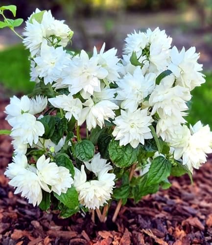 baldur-garten-duftender-gartenjasmin-pearls-of-perfume-im-9x9-cm-topf image 7