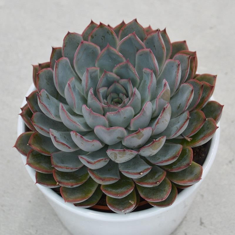 pasiora-echeveria-hercules-sukkulente-10-5cm-topf image 1