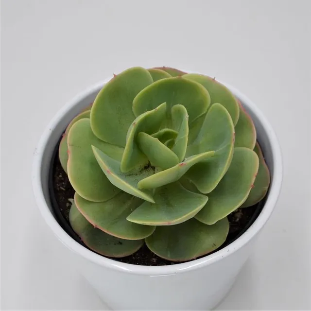 pasiora-echeveria-green-spoon-sukkulente-12-cm-topf image 1