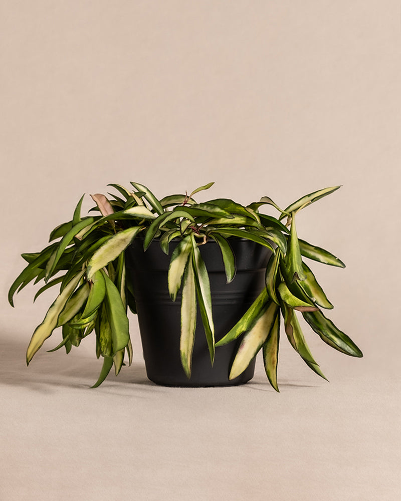 feey-hoya-wayetii-tricolor-porzellanblume-klein image 3
