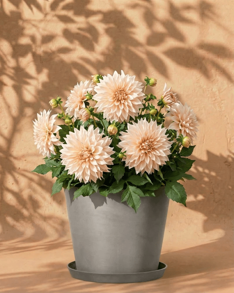 feey-dahlien-beige-caf-au-lait-knollen-au-enpflanze image 6