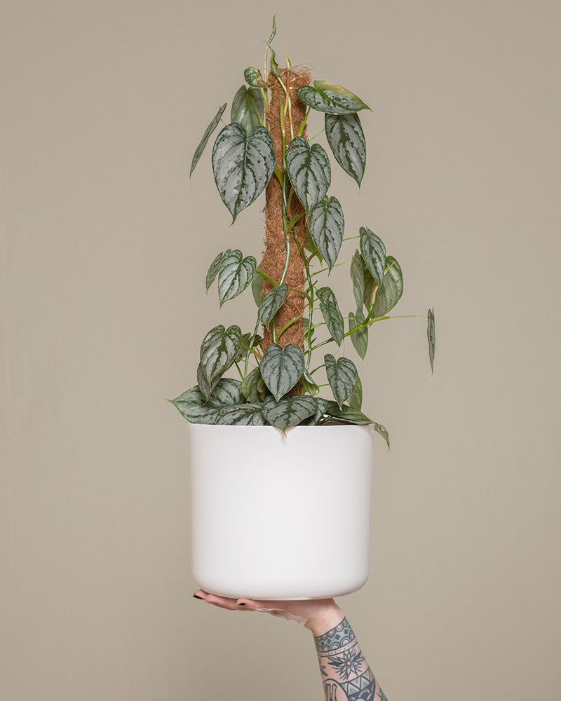 feey-philodendron-brandtianum image 1