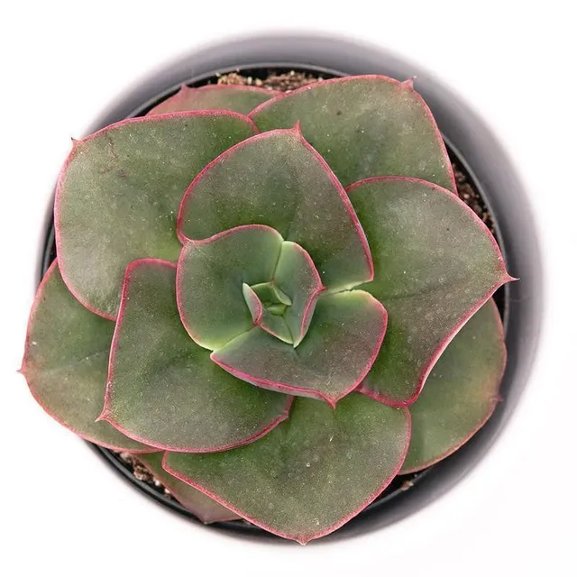 pasiora-echeveria-varaha-sukkulente-im-9cm-topf image 1