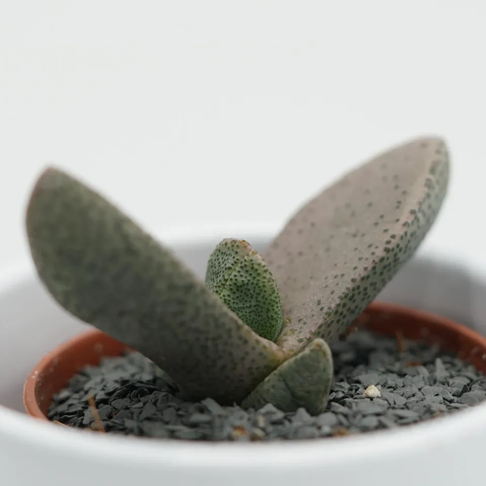 pasiora-pleiospilos-bolussi-sukkulente-5-5-cm-topf image 1