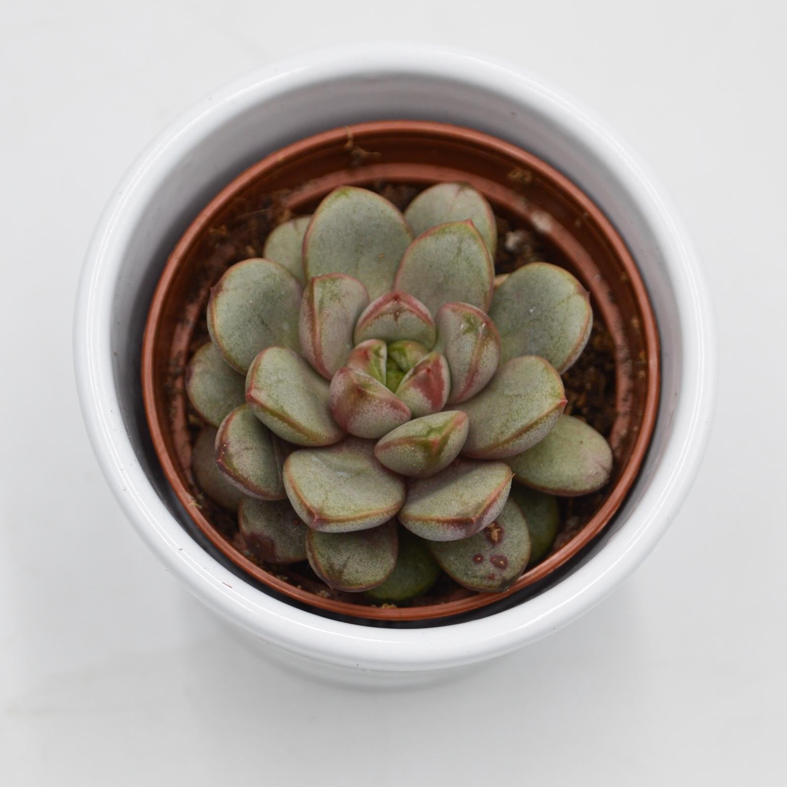 pasiora-x-graptoveria-amethorum-sukkulente-6cm-topf image 1