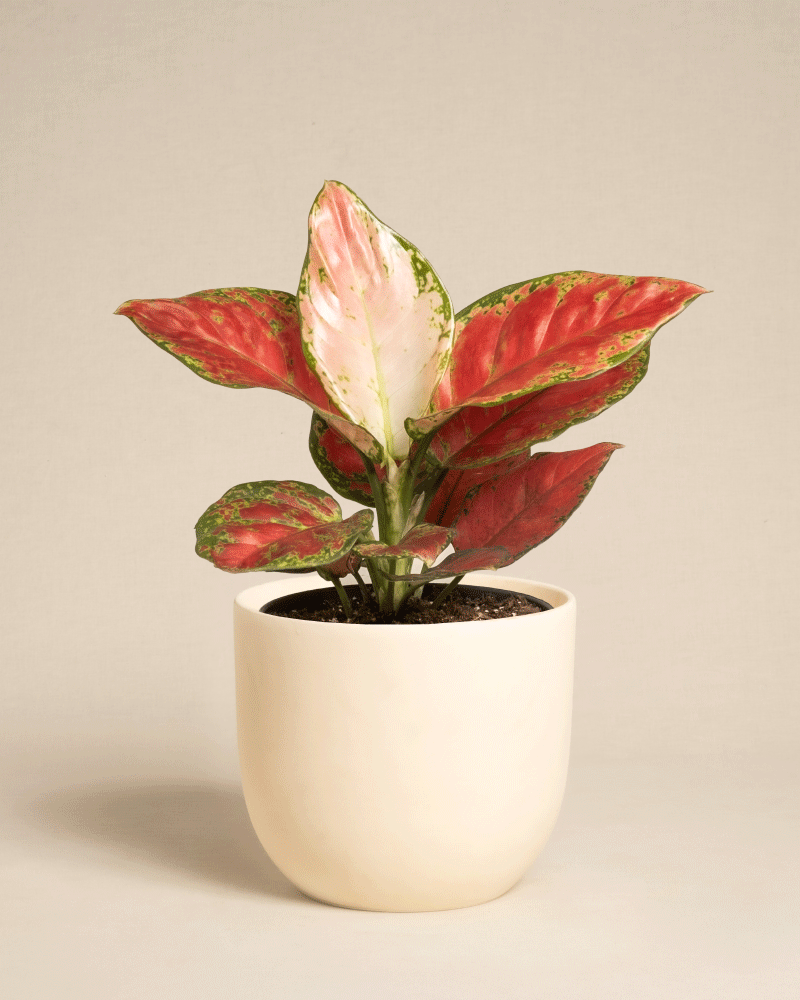 feey-aglaonema-cayenne-red-zimmerpflanze image 7