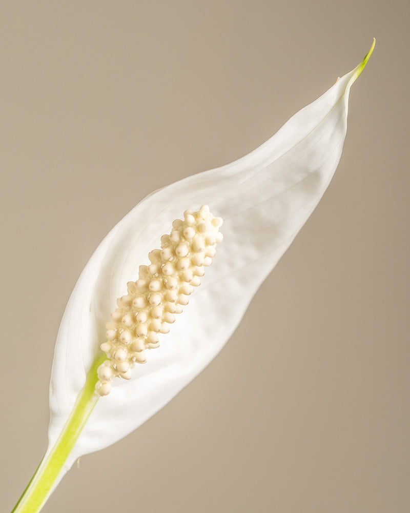 feey-gro-es-einblatt-spathiphyllum-wallisii-friedenslilie image 6