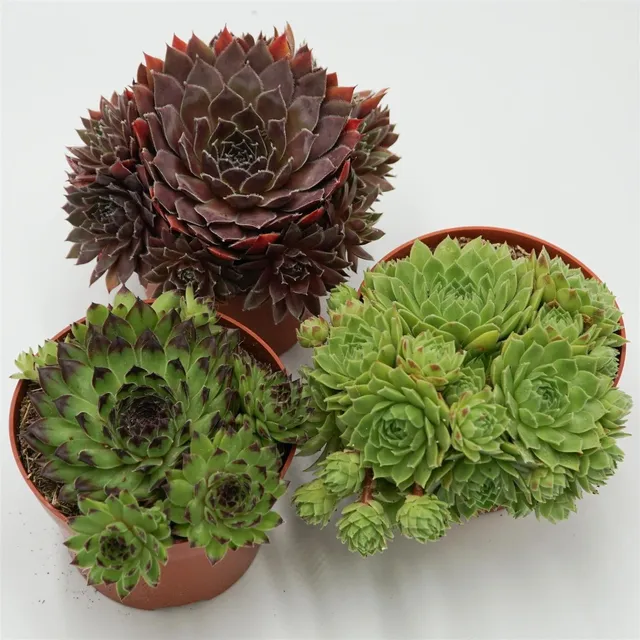 pasiora-sempervivum-mix-3-st-ck-sukkulenten-set-10-5-cm-t-pfe image 1