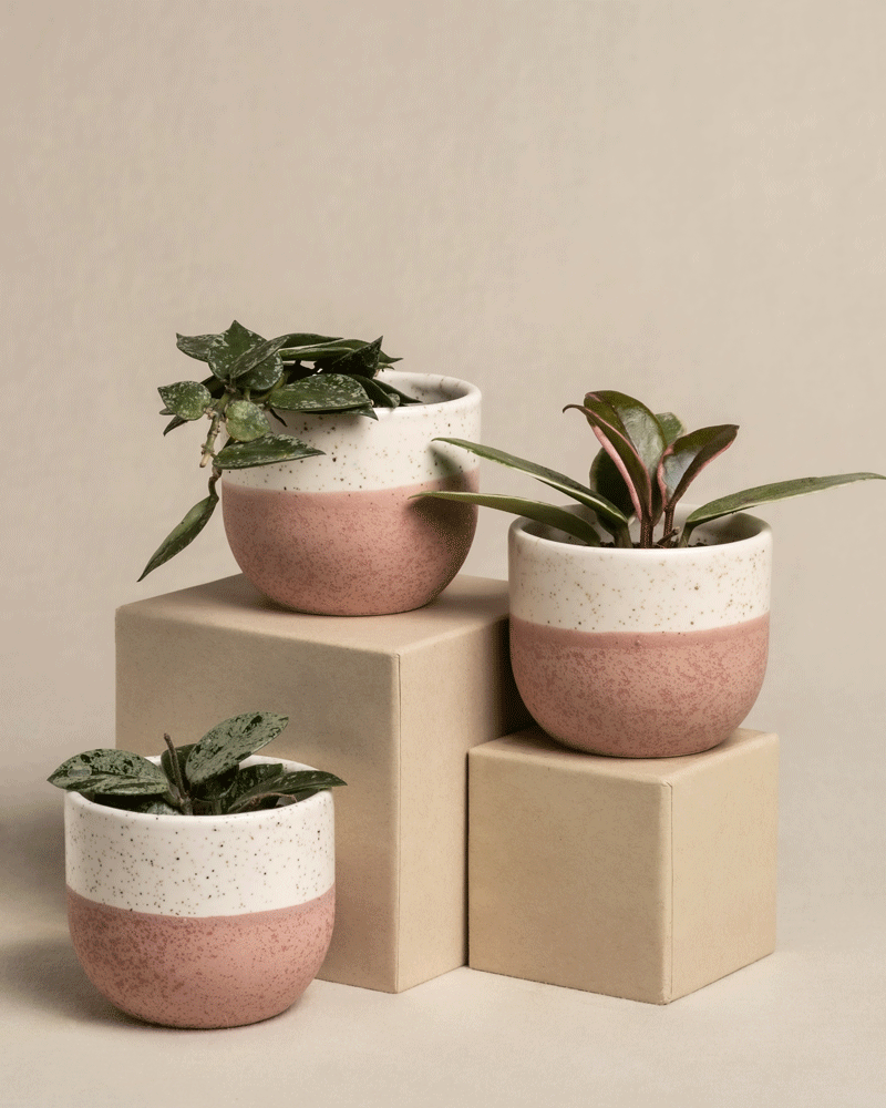 feey-babypflanzen-trio-hoya-wachsblumen-3er-set image 4
