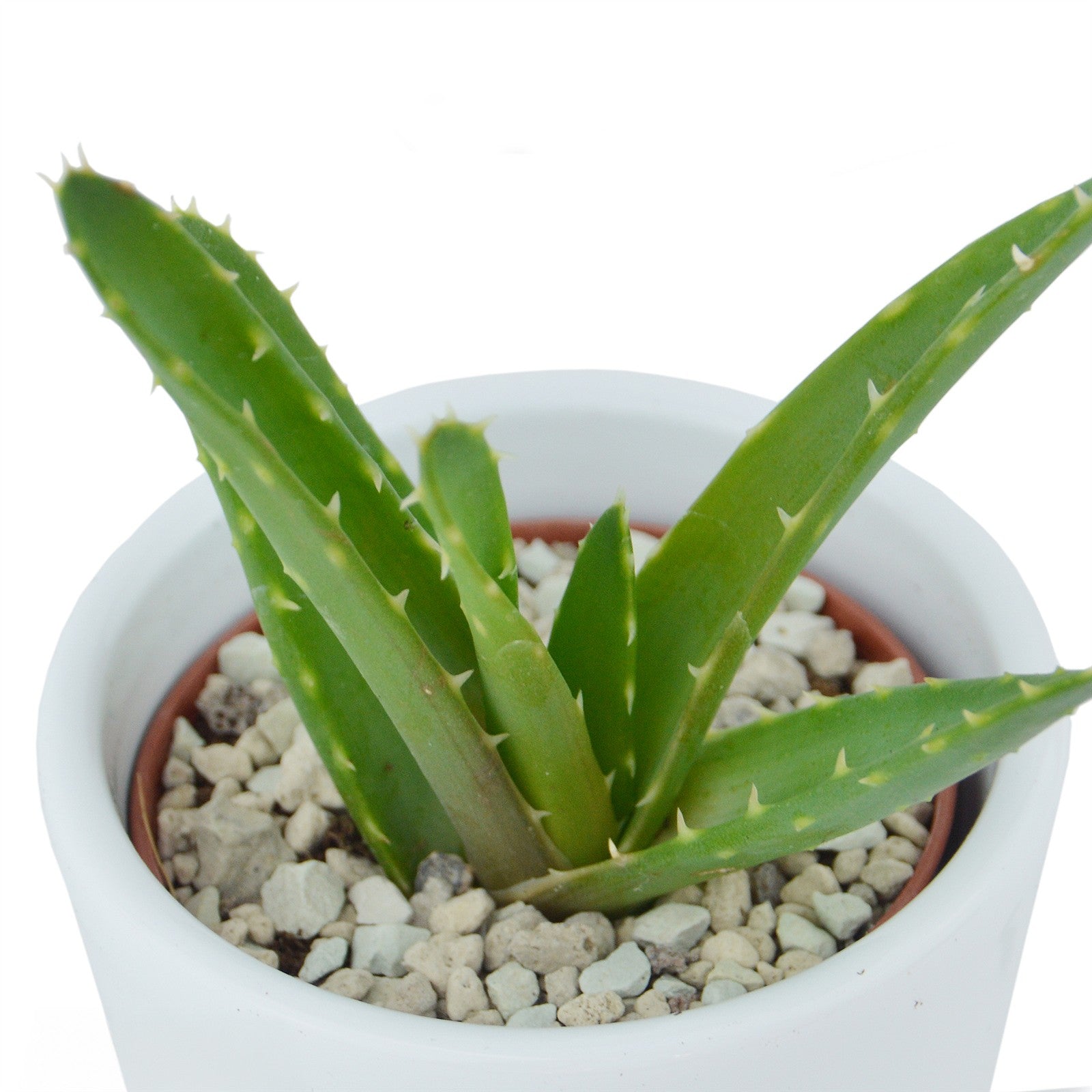 pasiora-aloha-aloe-3er-set-mini-aloen-6cm image 3