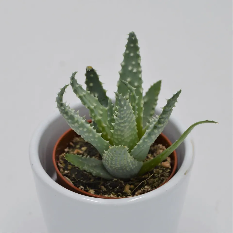 pasiora-aloe-humilis-sukkulente-5-5cm-topf image 1