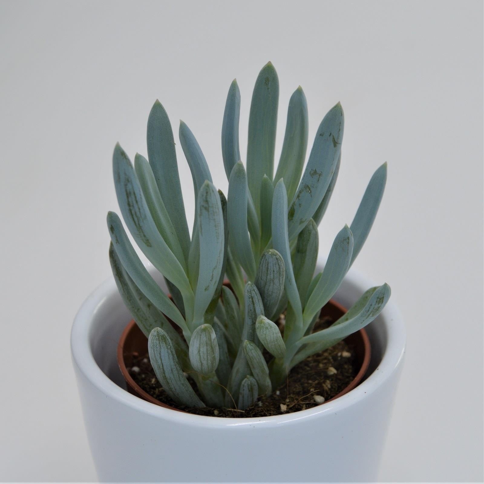 pasiora-senecio-ficoides-sukkulente-im-6cm-topf image 2