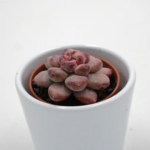 pasiora-x-graptoveria-black-racoon-sukkulente-5-5cm-topf image 1