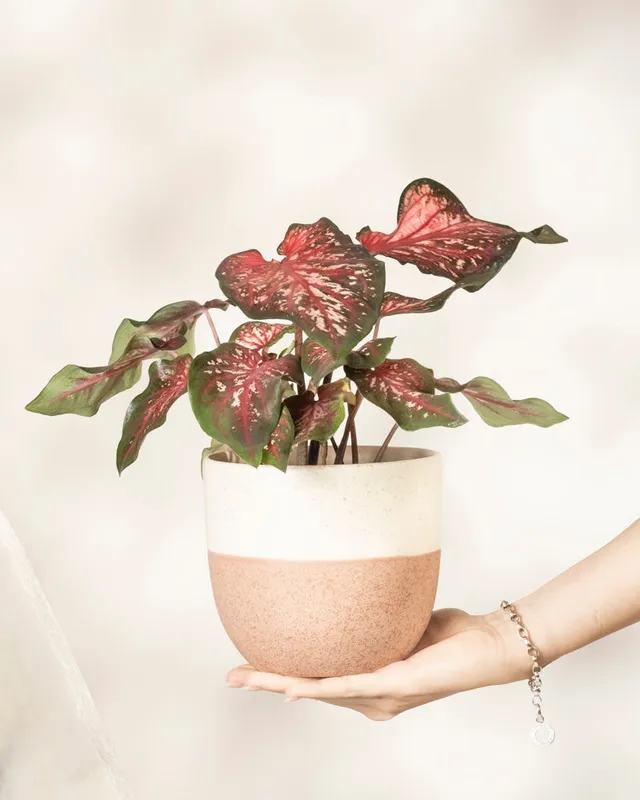 feey-caladium-desert-sunset-zimmerpflanze-klein-mittel image 1