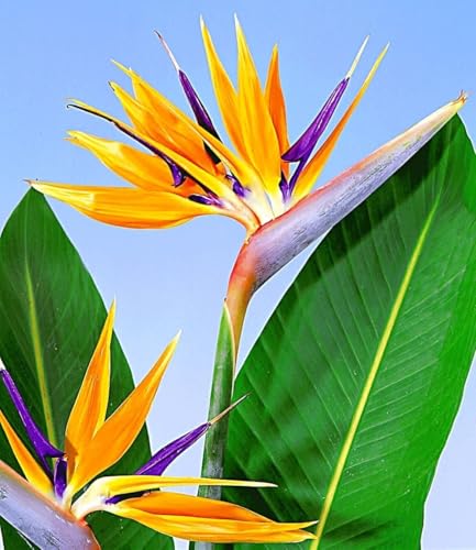 baldur-garten-paradiesvogel-blume-strelitzie-im-12-cm-topf image 6