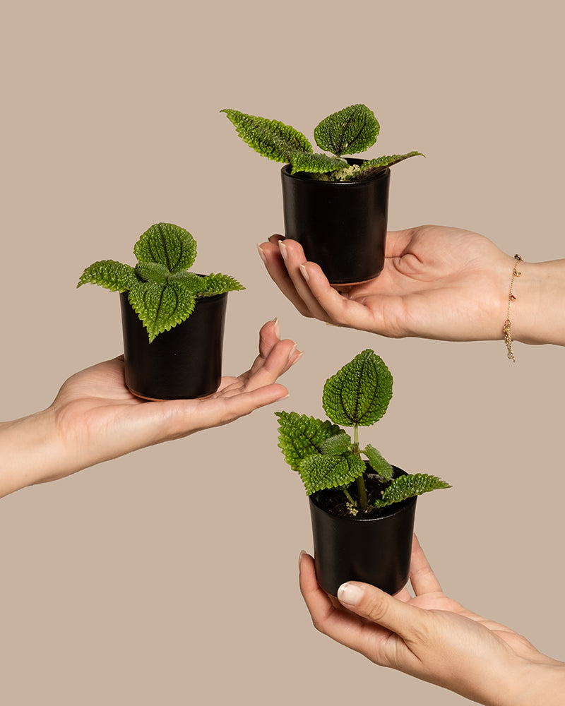 feey-babypflanzen-trio-pilea-moon-valley-kanonierblume image 1