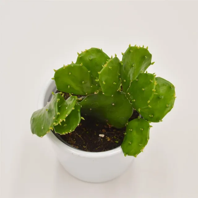 pasiora-opuntia-brasiliensis-mini-kaktus-6cm-topf image 1