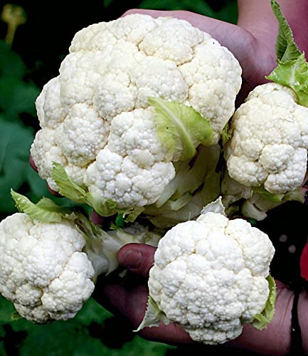 baldur-garten-multi-pfl-ck-blumenkohl-multi-head-f1-3-pflanzen image 7