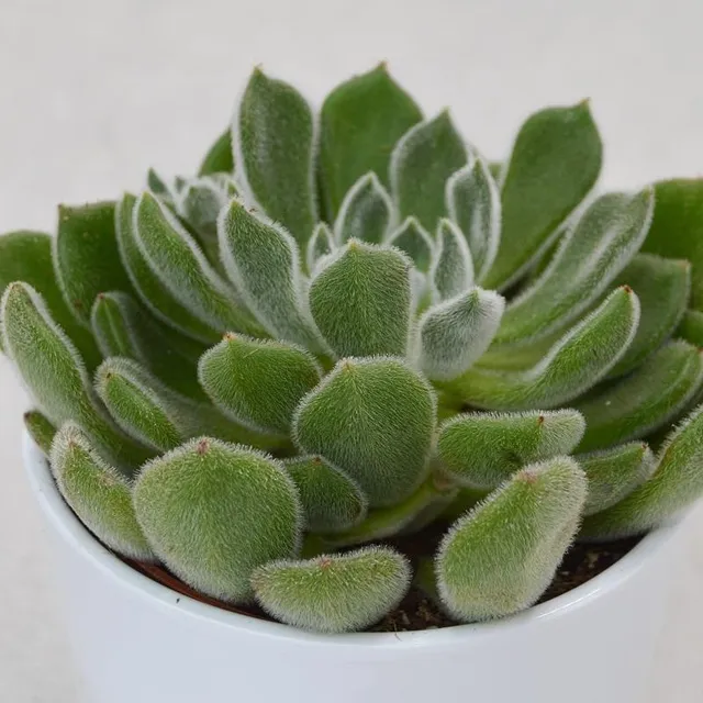 pasiora-echeveria-setosa-echeverie-12-cm-topf image 1