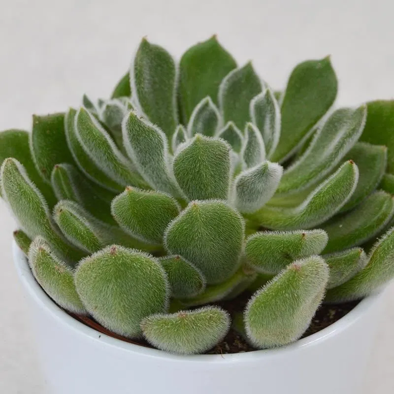 pasiora-echeveria-setosa-echeverie-12-cm-topf image 1