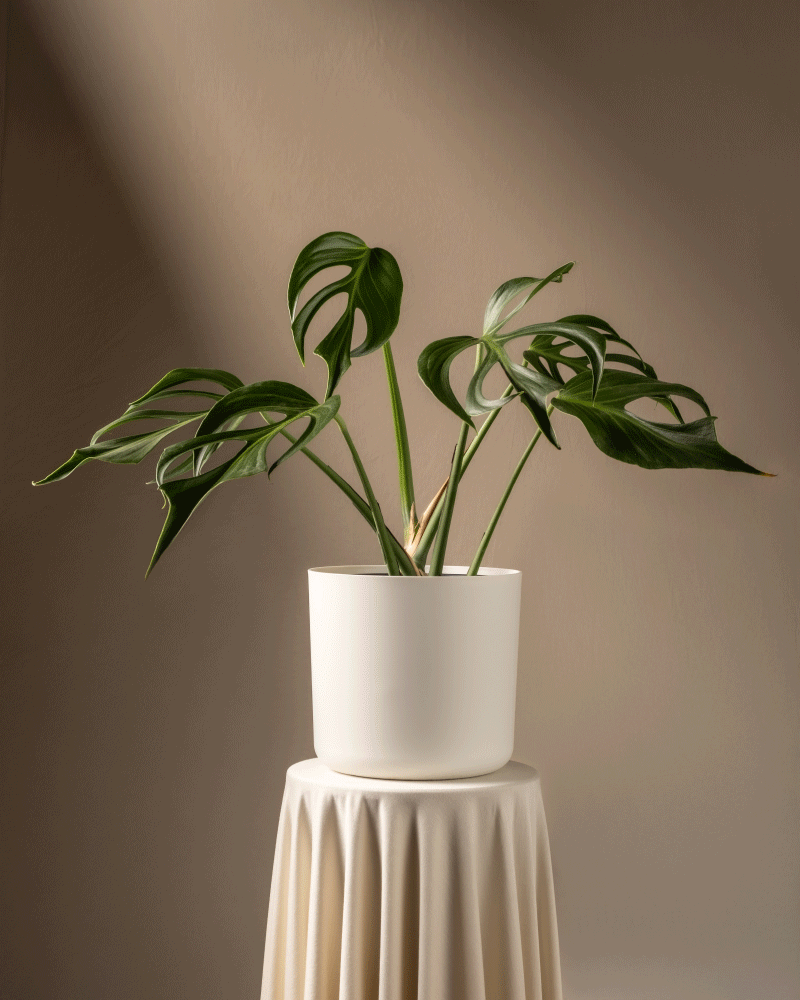 feey-monstera-burle-marx-flame-rarit-t-gro image 8
