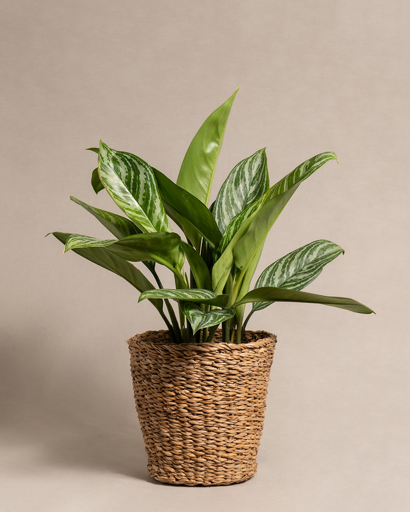 feey-aglaonema-stripes-kolbenfaden-mittel image 7